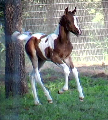 Pinto Foals